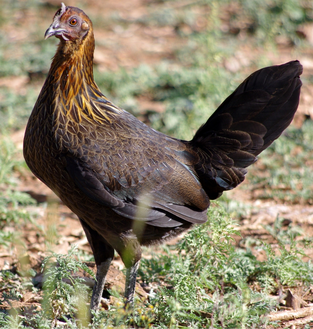 Brown+Red+Gamefowl ... bidding on 8+ American Game Brown Red "Hatch" Gamefowl hatching eggs