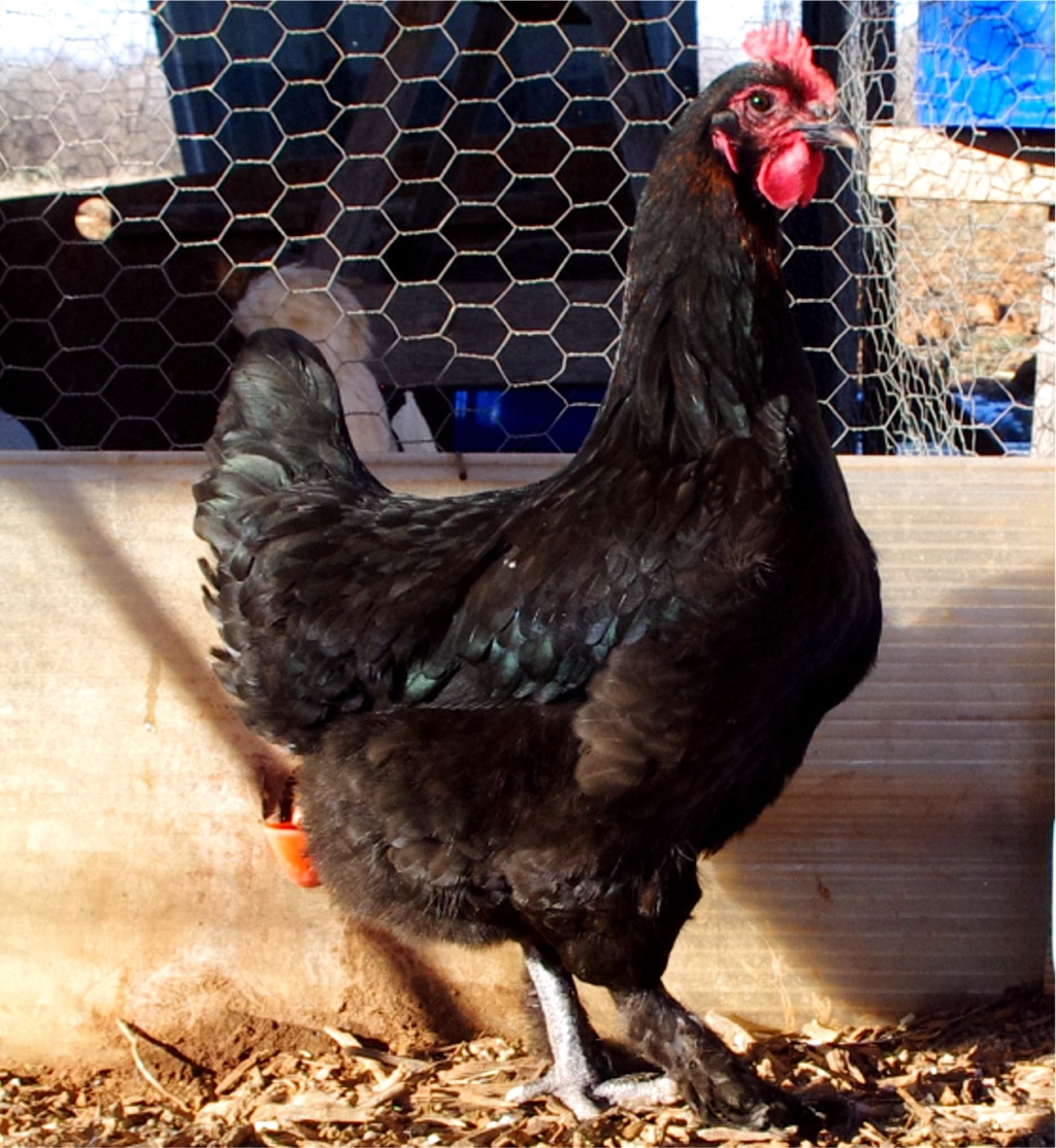 Pure Black Jersey Giant & Pure French Black Copper Marans Hatching Eggs